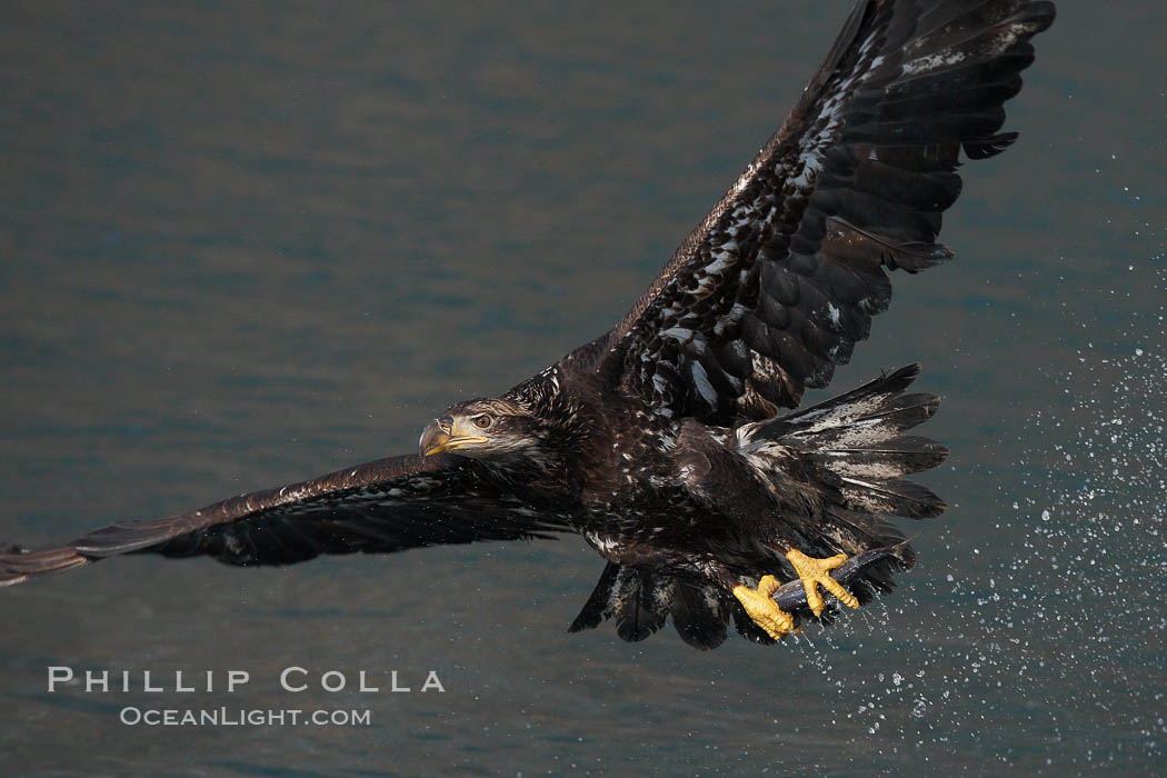 Juvenile bald eagle, second year coloration plumage, immature coloration showing white speckling on feathers. Kenai Peninsula, Alaska, USA, Haliaeetus leucocephalus, Haliaeetus leucocephalus washingtoniensis, natural history stock photograph, photo id 22868