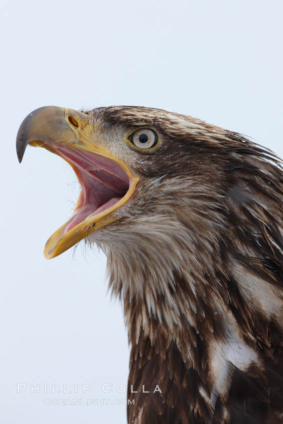 Juvenile bald eagle, calling vocalizing, side profile view, second year coloration plumage, closeup of head, snowflakes visible on feathers.    Immature coloration showing white speckling on feathers. Kachemak Bay, Homer, Alaska, USA, Haliaeetus leucocephalus, Haliaeetus leucocephalus washingtoniensis, natural history stock photograph, photo id 22685