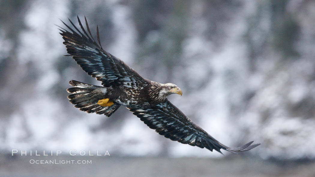 Juvenile bald eagle, second year coloration plumage, immature coloration showing white speckling on feathers. Kenai Peninsula, Alaska, USA, Haliaeetus leucocephalus, Haliaeetus leucocephalus washingtoniensis, natural history stock photograph, photo id 22845