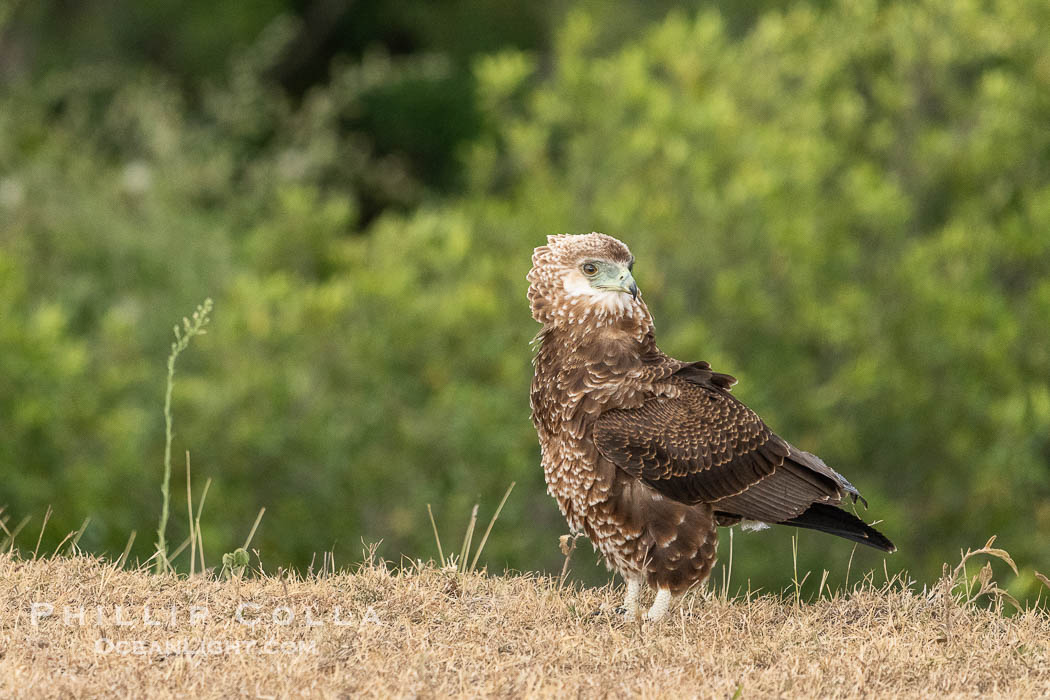 Juvenile Bataleur Eagle, Terathopius ecaudatus, Mara North Conservancy., Terathopius ecaudatus, natural history stock photograph, photo id 39715