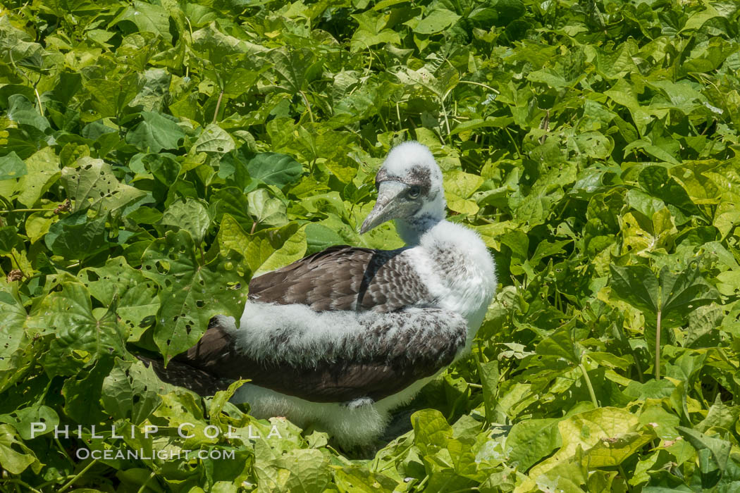 Juvenile Booby, Clipperton Island. France, natural history stock photograph, photo id 33101