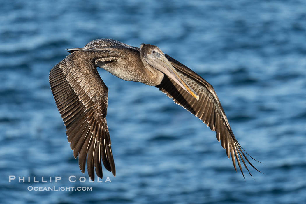 Juvenile Brown Pelican Flying over the Pacific Ocean in La Jolla. California, USA, natural history stock photograph, photo id 39864