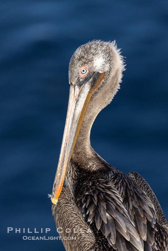 Juvenile brown pelican, likely second or third winter plumage. La Jolla, California, USA, Pelecanus occidentalis, Pelecanus occidentalis californicus, natural history stock photograph, photo id 38836