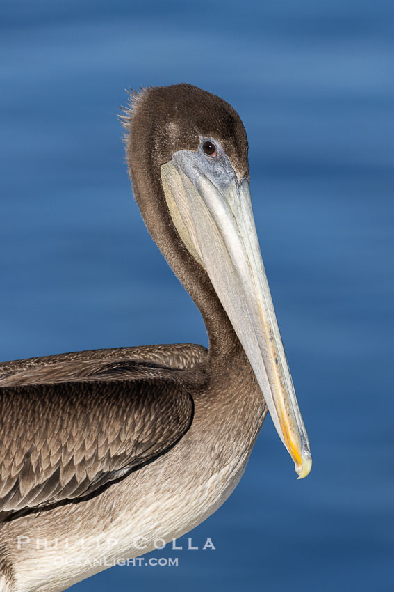 Juvenile brown pelican portrait, coloration suggests it is young-of-the-year, La Jolla, California