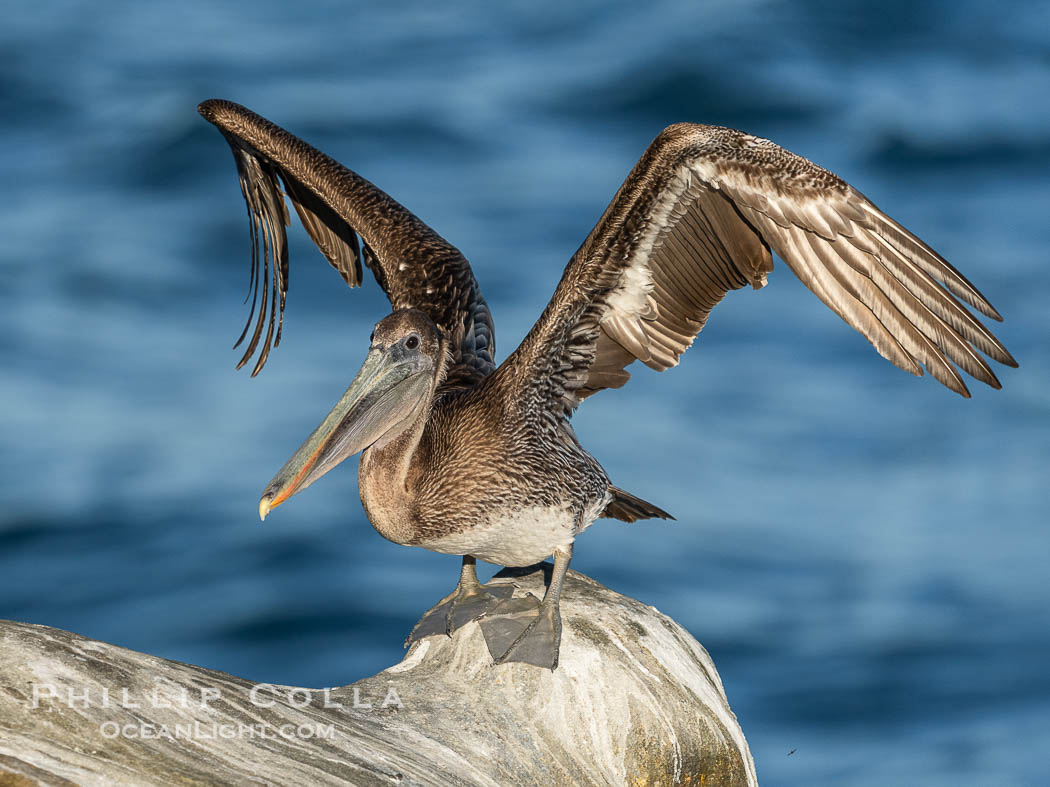 Juvenile brown pelican with wings raised about to take flight. La Jolla, California, USA, Pelecanus occidentalis californicus, Pelecanus occidentalis, natural history stock photograph, photo id 40124