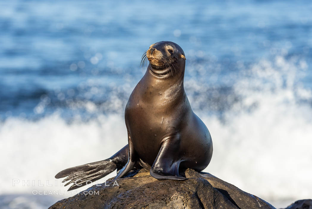 Juvenile California sea lion, resting on rocks in the morning sun, La Jolla. USA, Zalophus californianus, natural history stock photograph, photo id 37522