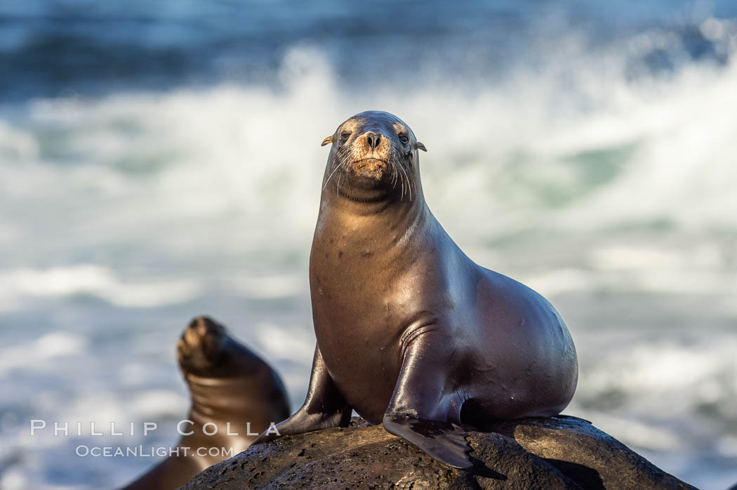 Juvenile California sea lion, resting on rocks in the morning sun, La Jolla., Zalophus californianus, natural history stock photograph, photo id 37521