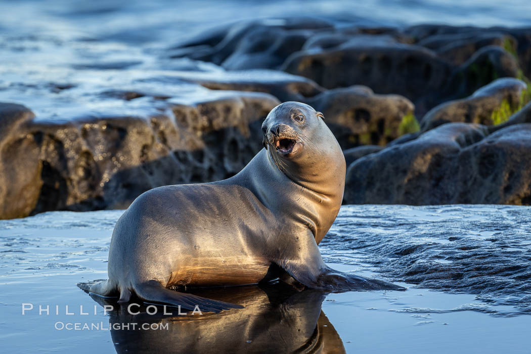 Juvenile California sea lion, resting on rocks in the morning sun, La Jolla., Zalophus californianus, natural history stock photograph, photo id 37525
