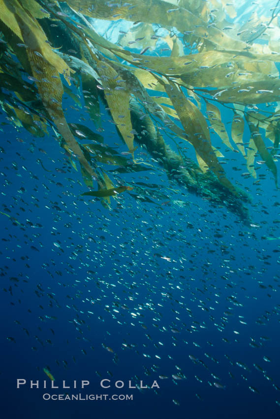 Juvenile fish referencing on offshore drift kelp. San Diego, California, USA, natural history stock photograph, photo id 01260