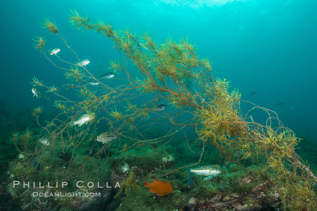 Juvenile kelp bass and invasive sargassum, Catalina. Catalina Island, California, USA, natural history stock photograph, photo id 30976