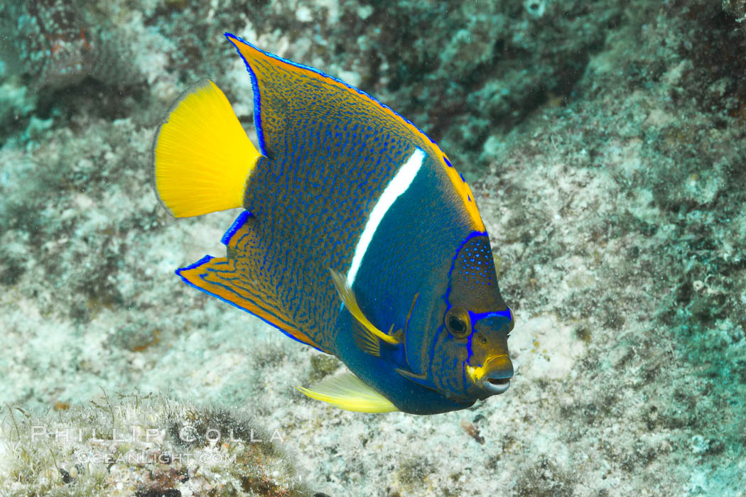 Juvenile King angelfish in the Sea of Cortez, Mexico. Baja California, Holacanthus passer, natural history stock photograph, photo id 27472