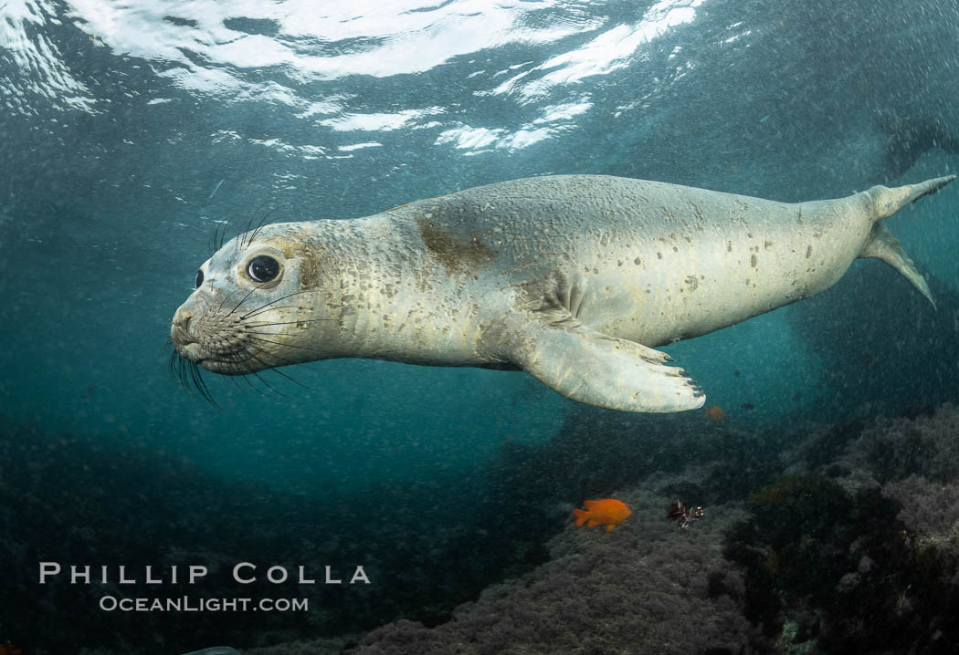 Juvenile Northern Elephant Seal Underwater, Coronado Islands, Mexico. Coronado Islands (Islas Coronado), Baja California, Mirounga angustirostris, natural history stock photograph, photo id 36465