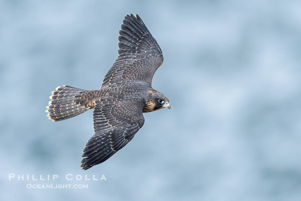 Juvenile Peregrin Falcon in flight over the Pacific Ocean., Falco peregrinus, natural history stock photograph, photo id 40996
