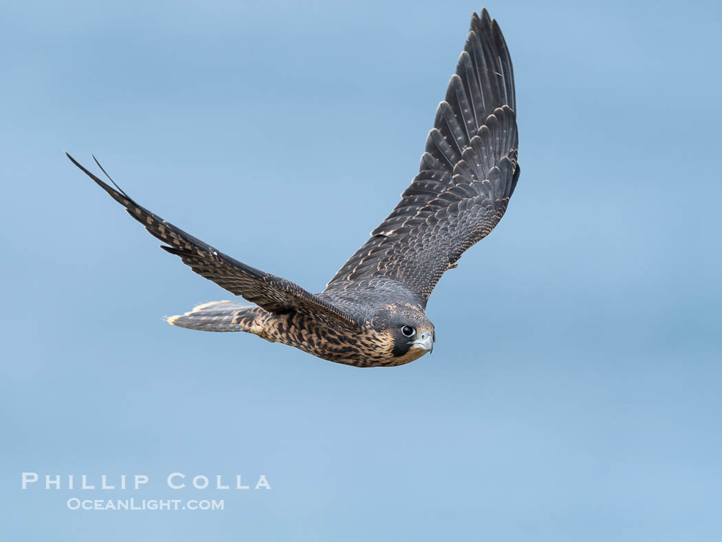 Juvenile Peregrin Falcon in flight over the Pacific Ocean., Falco peregrinus, natural history stock photograph, photo id 40991
