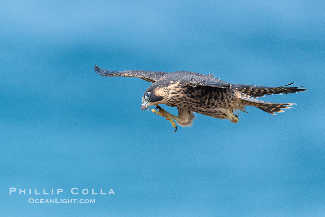 Juvenile Peregrin Falcon in flight over the Pacific Ocean., Falco peregrinus, natural history stock photograph, photo id 40999