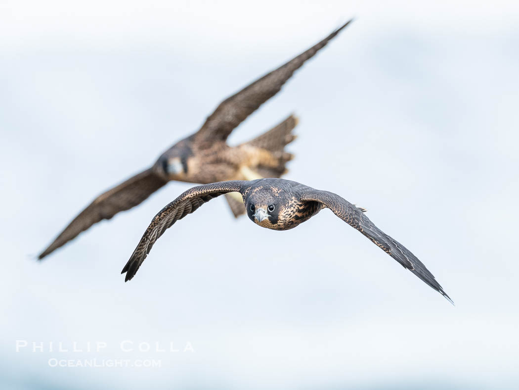 Juvenile Peregrin Falcons in flight over the Pacific Ocean., Falco peregrinus, natural history stock photograph, photo id 40994