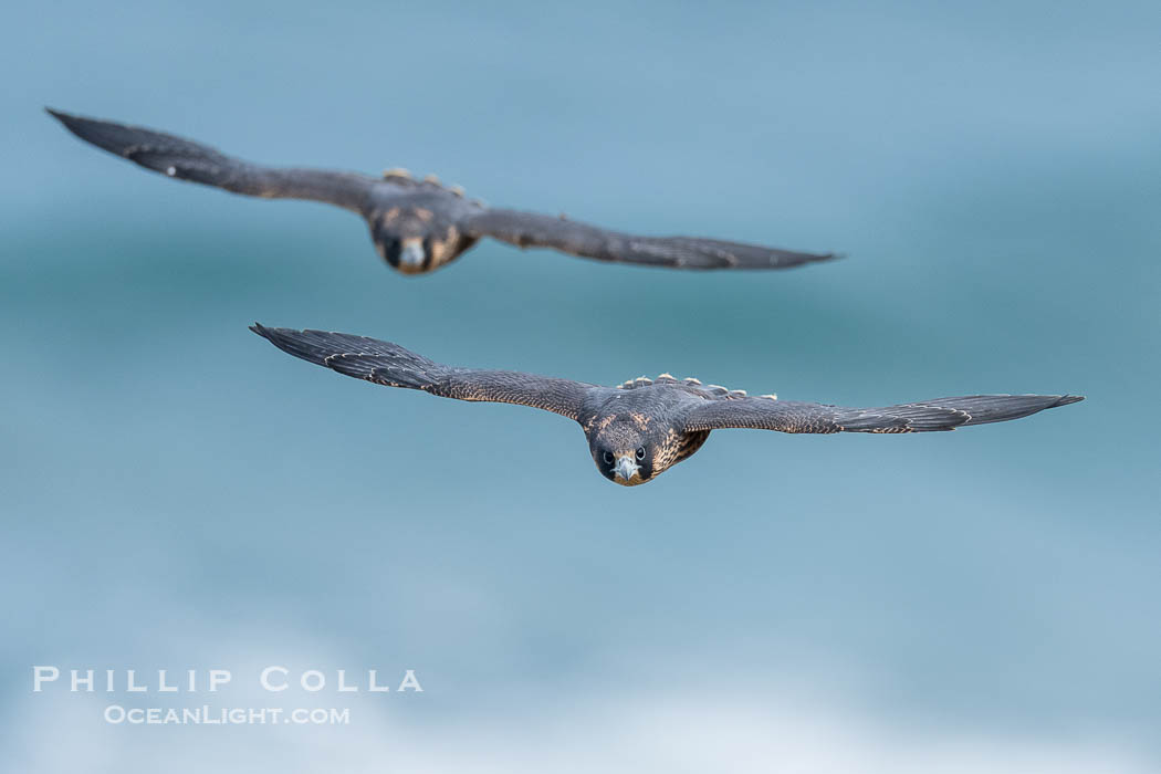 Juvenile Peregrin Falcons in flight over the Pacific Ocean., Falco peregrinus, natural history stock photograph, photo id 40992