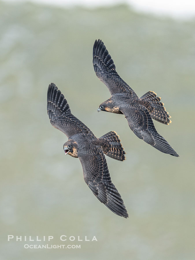 Juvenile Peregrin Falcons in flight over the Pacific Ocean., Falco peregrinus, natural history stock photograph, photo id 40995