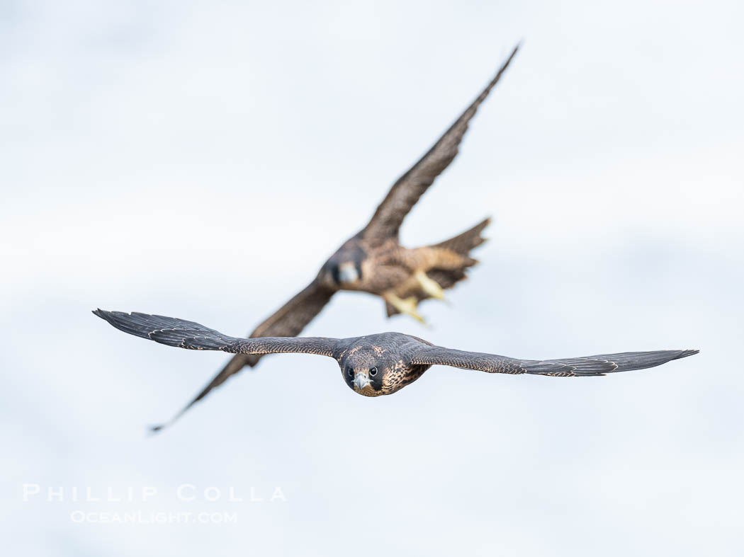 Juvenile Peregrin Falcons in flight over the Pacific Ocean., Falco peregrinus, natural history stock photograph, photo id 40993