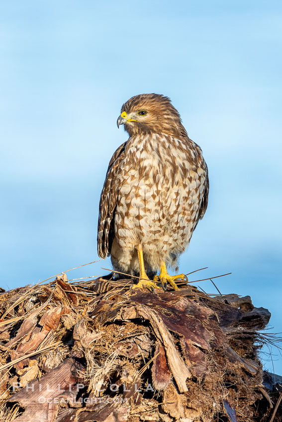 Juvenile Red Shouldered Hawk Buteo lineatus in La Jolla, Buteo lineatus