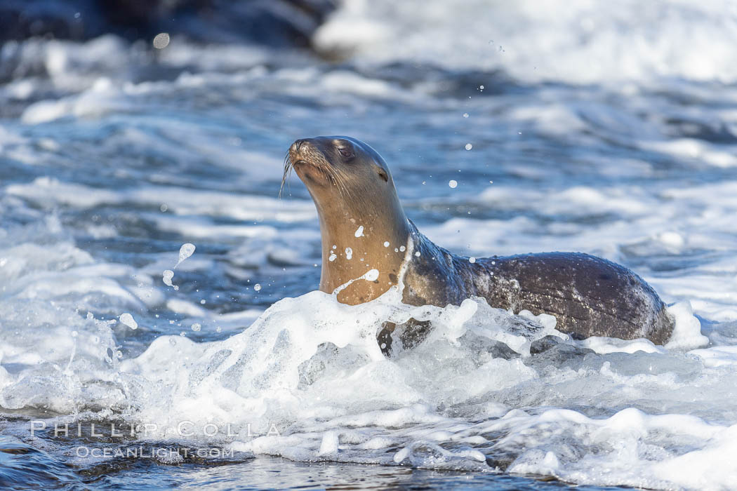 Juvenile sea lion playing in white wash on Point La Jolla., Zalophus californianus, natural history stock photograph, photo id 37716