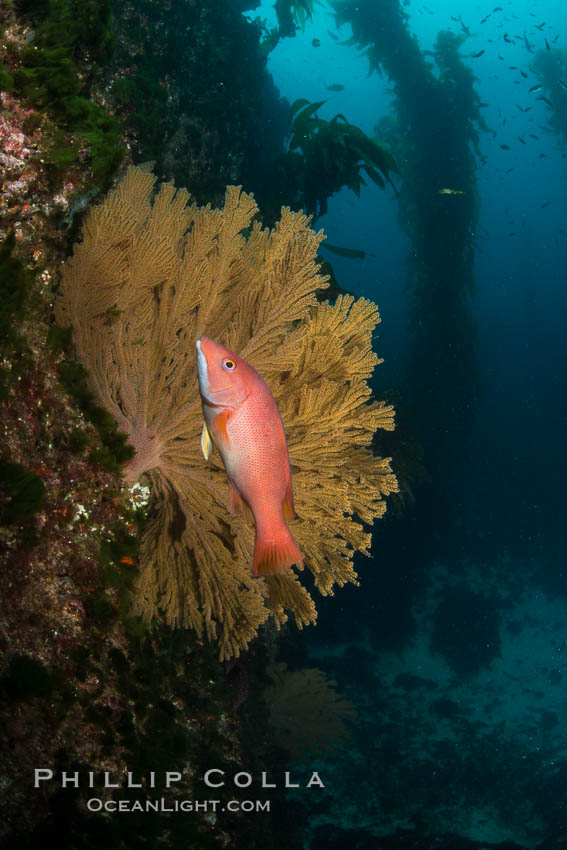 California golden gorgonian and small juvenile sheephead wrasse on rocky reef, below kelp forest, underwater. The golden gorgonian is a filter-feeding temperate colonial species that lives on the rocky bottom at depths between 50 to 200 feet deep. Each individual polyp is a distinct animal, together they secrete calcium that forms the structure of the colony. Gorgonians are oriented at right angles to prevailing water currents to capture plankton drifting by. San Clemente Island, USA, Semicossyphus pulcher, natural history stock photograph, photo id 30924