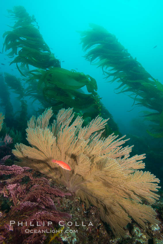 California golden gorgonian and small juvenile sheephead fishes on rocky reef, below kelp forest, underwater. The golden gorgonian is a filter-feeding temperate colonial species that lives on the rocky bottom at depths between 50 to 200 feet deep. Each individual polyp is a distinct animal, together they secrete calcium that forms the structure of the colony. Gorgonians are oriented at right angles to prevailing water currents to capture plankton drifting by. San Clemente Island, USA, Semicossyphus pulcher, natural history stock photograph, photo id 30903