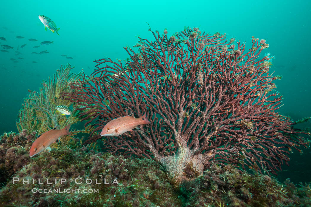 Juvenile sheephead and gorgonian, Catalina., Semicossyphus pulcher, natural history stock photograph, photo id 30975
