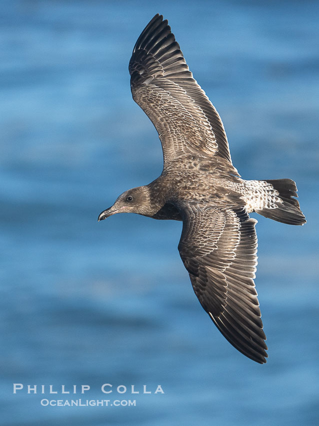 Juvenile Western Gull in Flight, La Jolla. Note the dark tail, pale barred rump, and dark brown primaries and secondaries. California, USA, Larus occidentalis, natural history stock photograph, photo id 39778