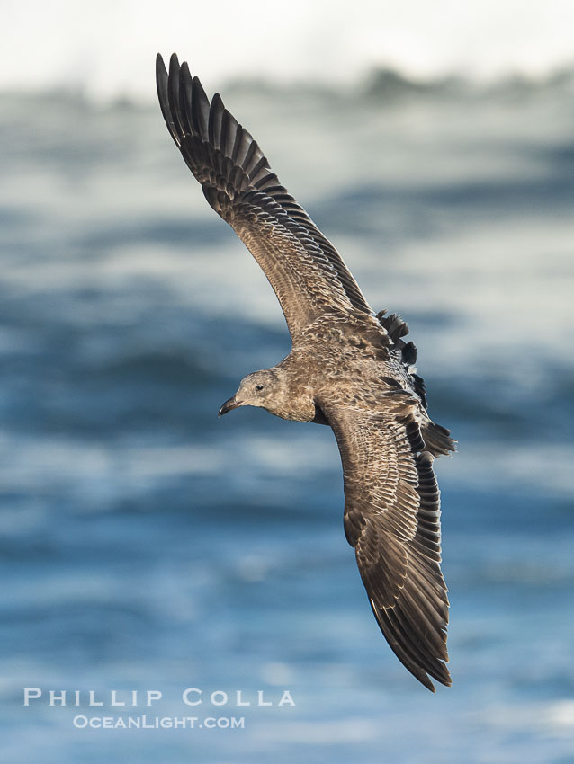 Juvenile Western Gull in Flight, La Jolla. Note the dark tail, pale barred rump, and dark brown primaries and secondaries. California, USA, Larus occidentalis, natural history stock photograph, photo id 39776