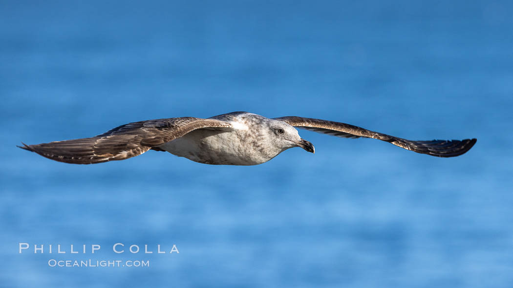 Juvenile Western Gull in Flight. La Jolla, California, USA, Larus occidentalis, natural history stock photograph, photo id 36836
