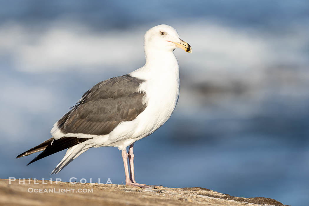 Juvenile western gull portrait against ocean backdrop, suspected second or third winter plumage, Larus occidentalis, La Jolla, California