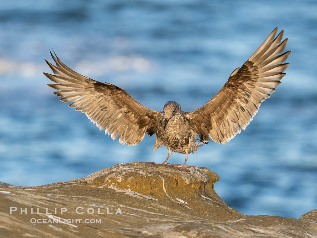 Juvenile Western Gull with Wings Raised as it lands on rocky cliffs, La Jolla, California