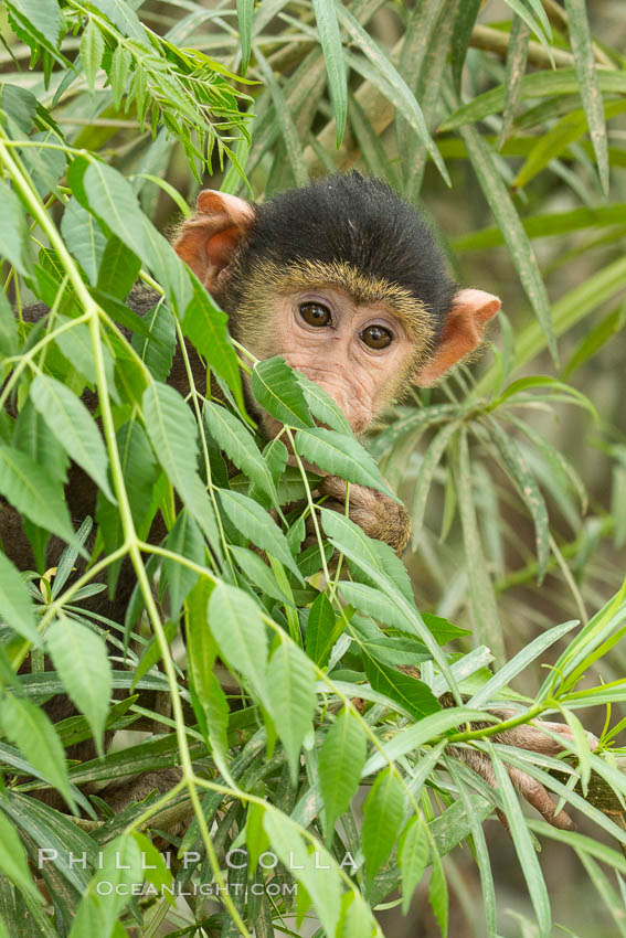 Juvenile Yellow Baboon, Amboseli National Park, Kenya., Papio cynocephalus, natural history stock photograph, photo id 29586