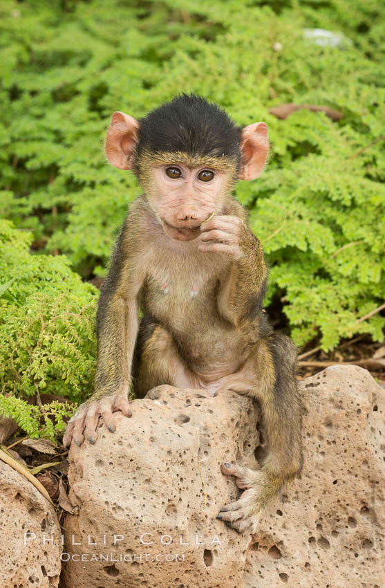 Juvenile Yellow Baboon, Amboseli National Park, Kenya., Papio cynocephalus, natural history stock photograph, photo id 29584