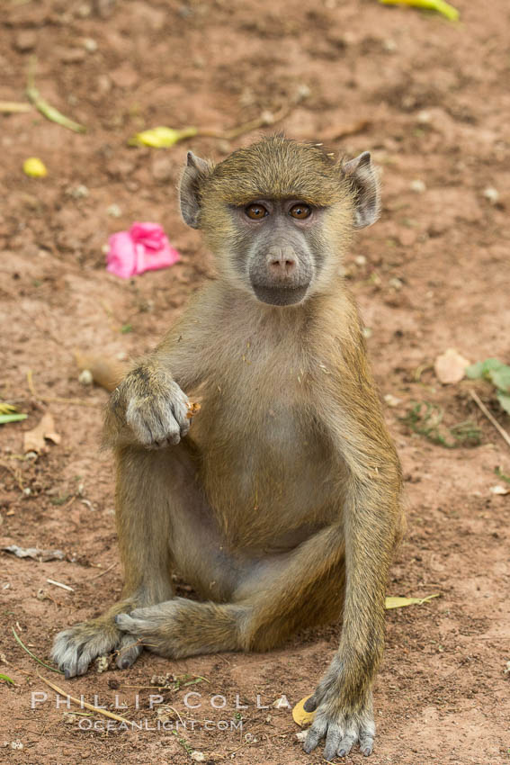 Juvenile Yellow Baboon, Amboseli National Park, Kenya., Papio cynocephalus, natural history stock photograph, photo id 29587