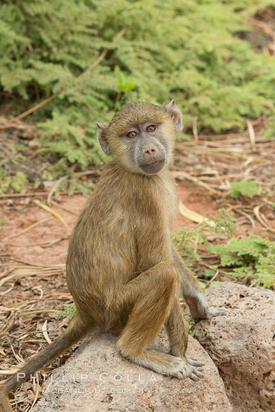 Juvenile Yellow Baboon, Amboseli National Park, Kenya., Papio cynocephalus, natural history stock photograph, photo id 29585