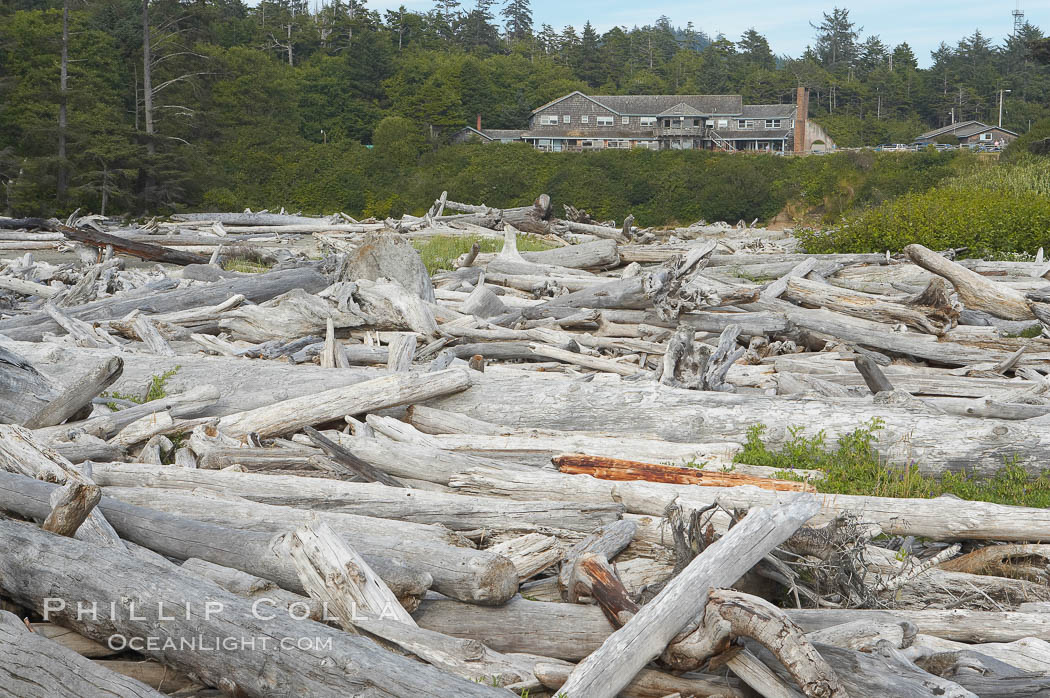 Enormous driftwood logs stack up on the wide flat sand beaches at Kalaloch. Olympic National Park, Washington, USA, natural history stock photograph, photo id 13787