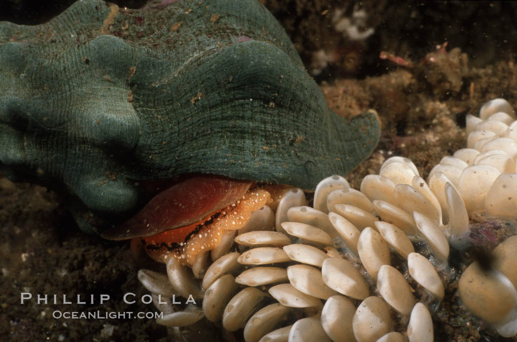 Kellets whelk laying eggs. La Jolla, California, USA, Kelletia kelleti, natural history stock photograph, photo id 02553