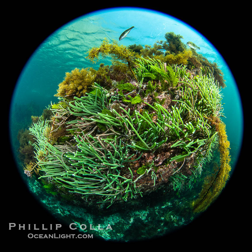 Kelp and Marine Algae Underwater at Kangaroo Island, South Australia., natural history stock photograph, photo id 39297