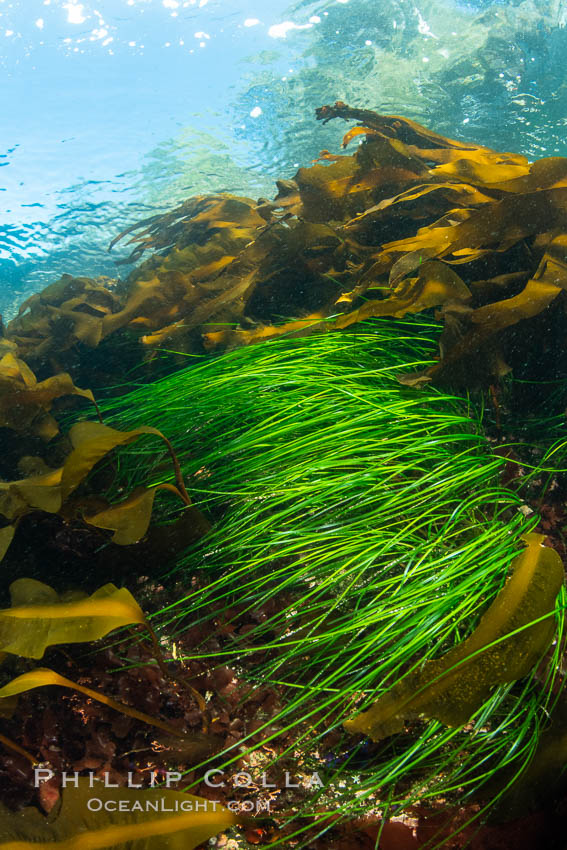 Kelp and seagrass in shallow water. Browning Pass, Vancouver Island. British Columbia, Canada, natural history stock photograph, photo id 35395