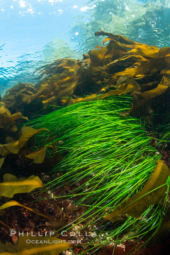 Kelp and seagrass in shallow water. Browning Pass, Vancouver Island. British Columbia, Canada, natural history stock photograph, photo id 35395