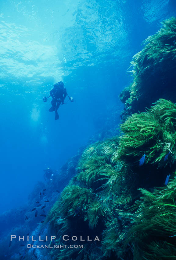 Kelp and Wall at Isla Afuera, Guadalupe Island, Mexico. Guadalupe Island (Isla Guadalupe), Baja California, natural history stock photograph, photo id 36172