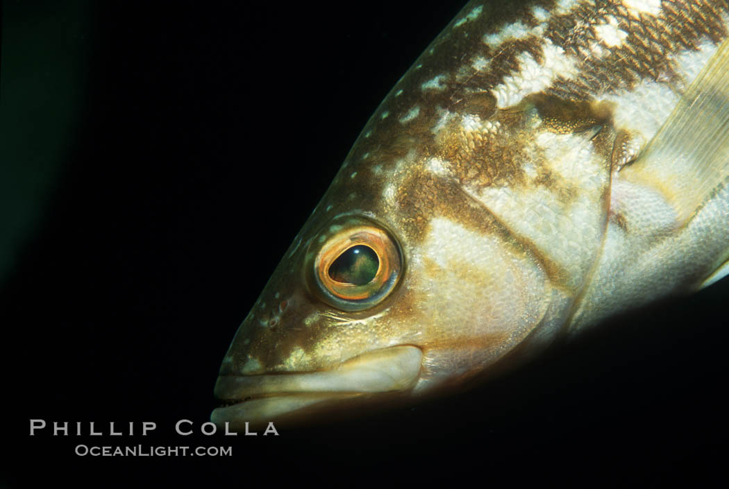 Kelp bass (calico bass). San Clemente Island, California, USA, Paralabrax clathratus, natural history stock photograph, photo id 05154