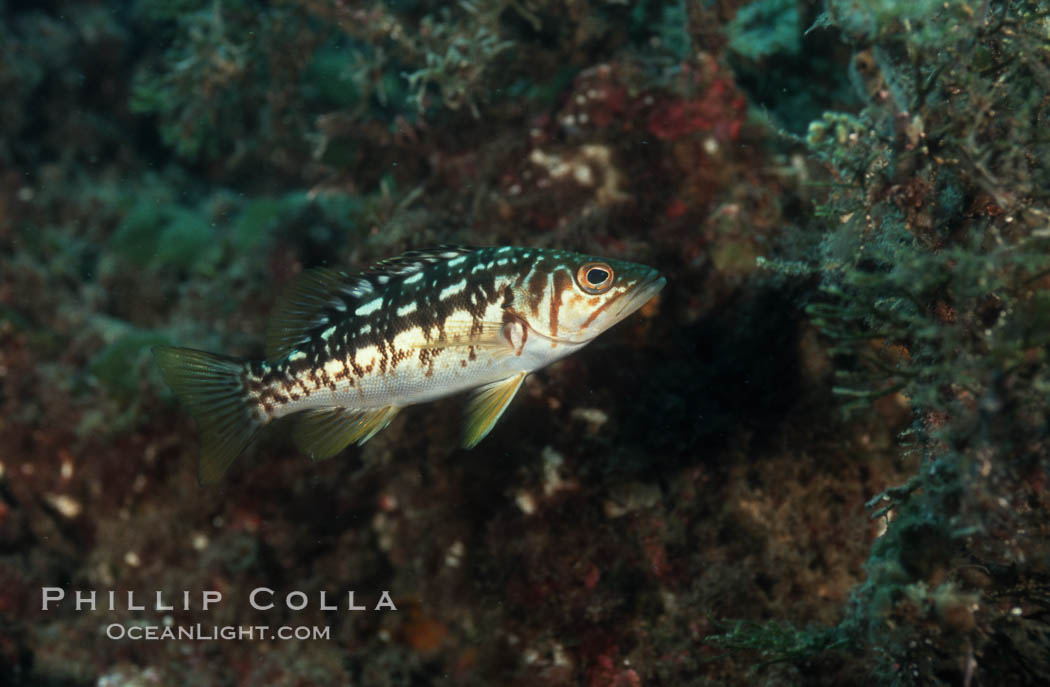 Kelp bass (calico bass). San Clemente Island, California, USA, Paralabrax clathratus, natural history stock photograph, photo id 05178