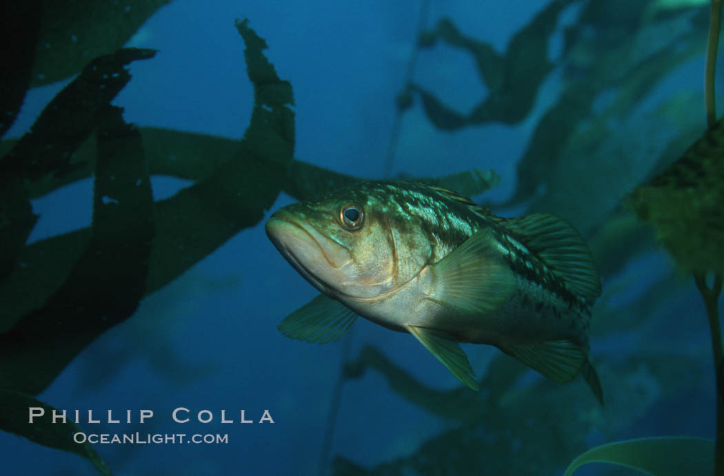 Kelp bass (calico bass) hovers amidst fronds in the kelp forest, waiting to pounce on smaller fish. San Clemente Island, California, USA, Paralabrax clathratus, natural history stock photograph, photo id 07070