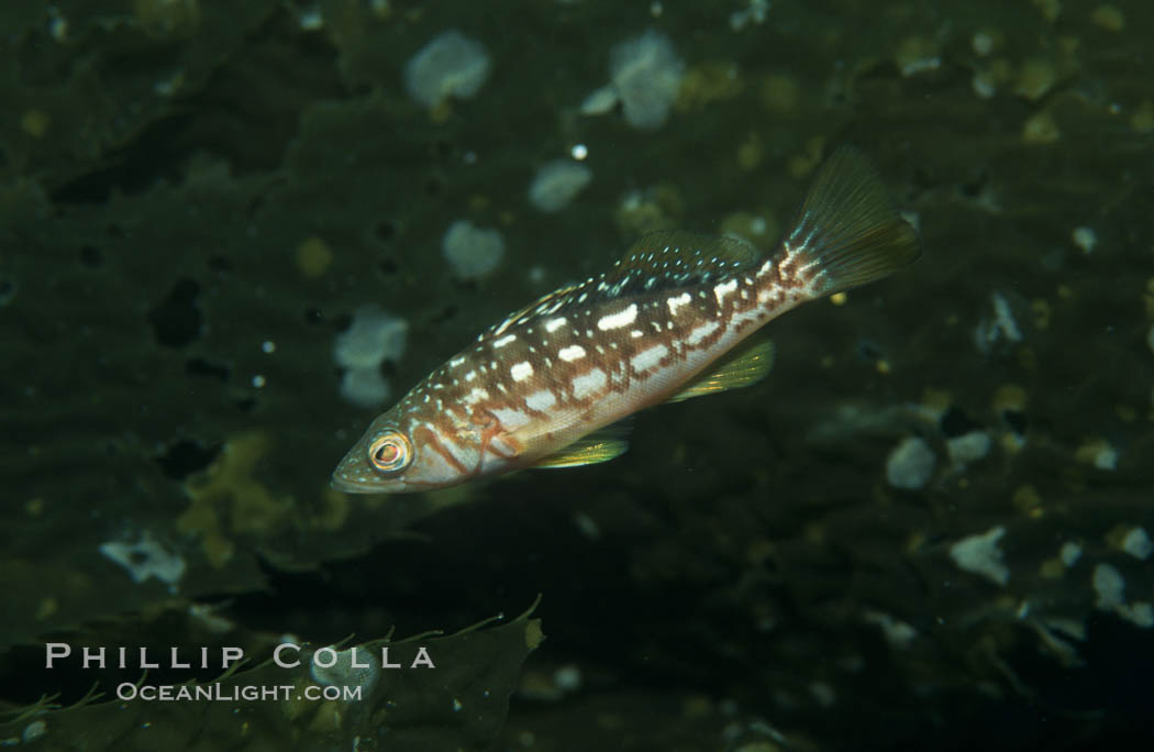 Juvenile kelp bass (calico bass) hiding amidst kelp fronds. San Clemente Island, California, USA, Paralabrax clathratus, natural history stock photograph, photo id 03488