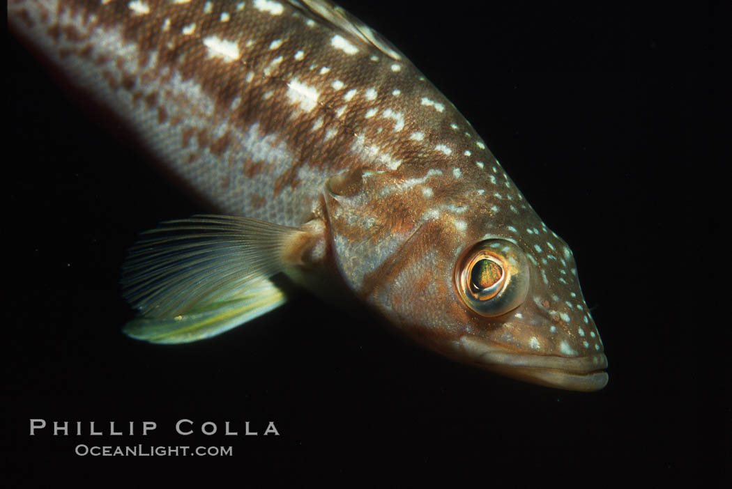 Kelp bass (calico bass). San Clemente Island, California, USA, Paralabrax clathratus, natural history stock photograph, photo id 05155