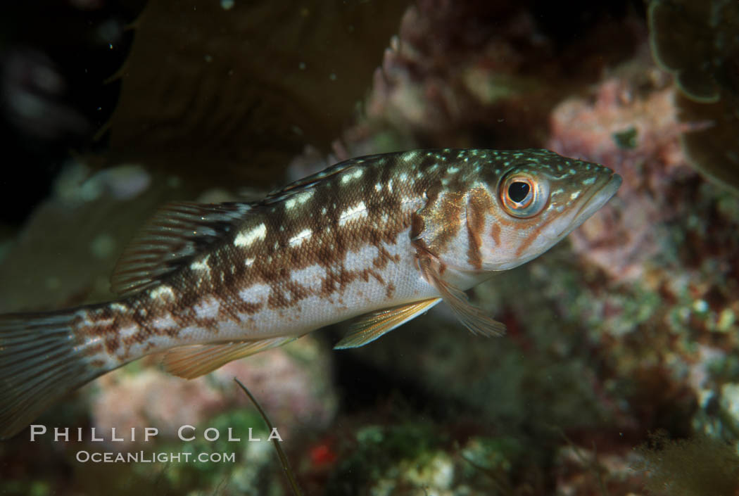 Juvenile kelp bass (calico bass) hiding amidst rocks on the reef. San Clemente Island, California, USA, Paralabrax clathratus, natural history stock photograph, photo id 07067