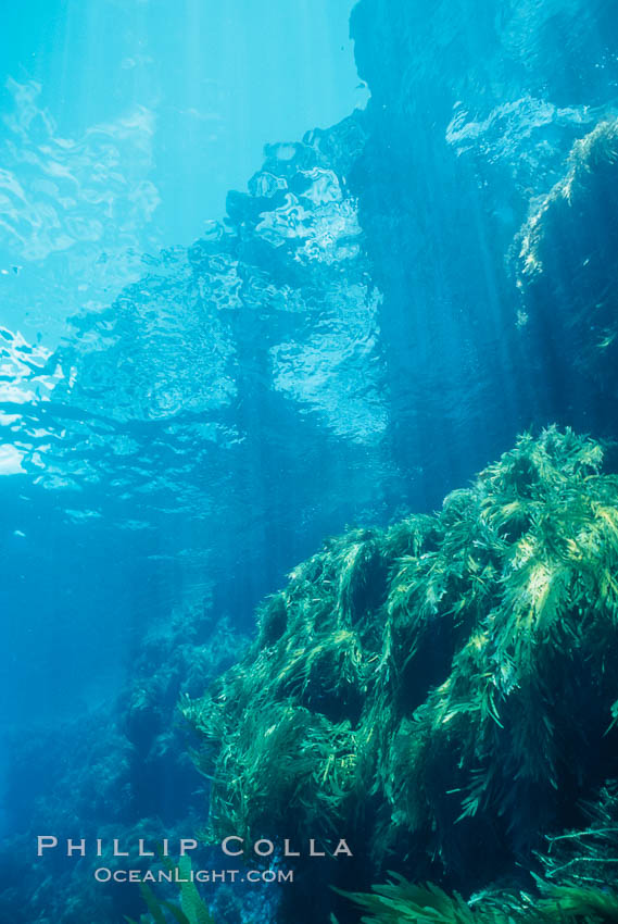 Kelp covered wall of Church Rock. Guadalupe Island (Isla Guadalupe), Baja California, Mexico, natural history stock photograph, photo id 03738